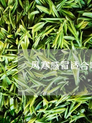 风寒感冒适合喝普洱茶嘛/2023103165856