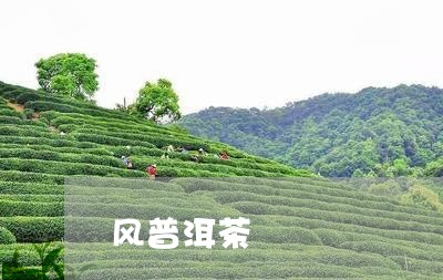 风普洱茶/2023110889471