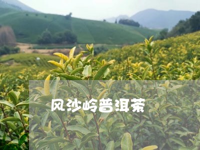 风沙岭普洱茶/2023042647697