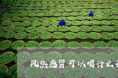 风热感冒可以喝什么茶/2023060879594