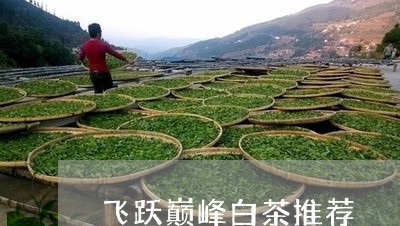 飞跃巅峰白茶推荐/2023071381593