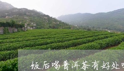 饭后喝普洱茶有好处吗/2023073194039