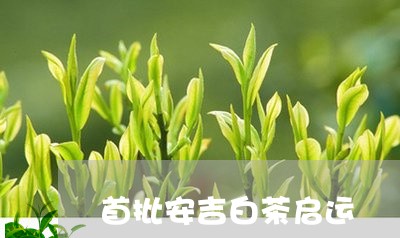 首批安吉白茶启运/2023071301717