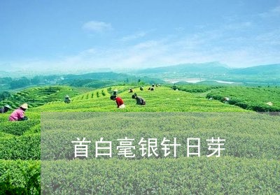 首白毫银针日芽/2023112433148