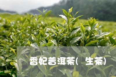 香妃普洱茶(生茶)/2023070951926