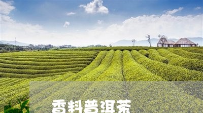 香料普洱茶/2023090644157