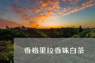 香格里拉香味白茶/2023071302707