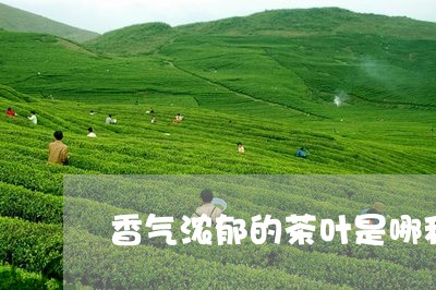 香气浓郁的茶叶是哪种/2023092212694