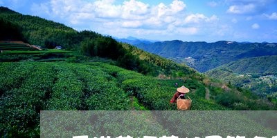香港普洱茶公司简介图/2023121853948