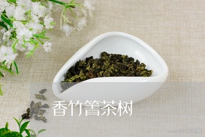 香竹箐茶树/2023090244714