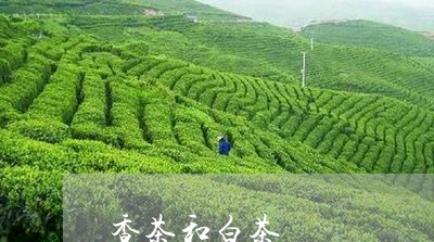 香茶和白茶/2023051279573