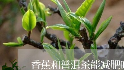 香蕉和普洱茶能减肥吗/2023061881597