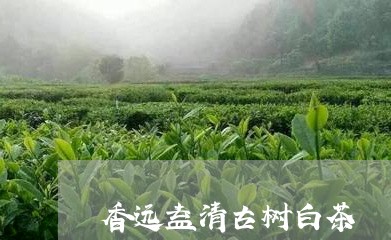 香远益清古树白茶/2023071218271