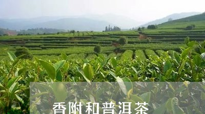 香附和普洱茶/2023042730545