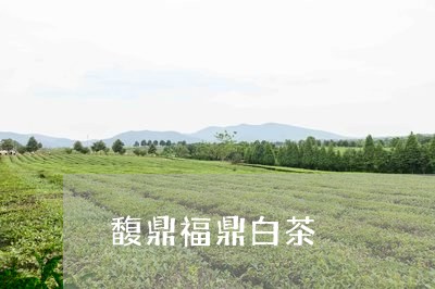 馥鼎福鼎白茶/2023111592737