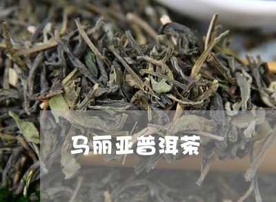 马丽亚普洱茶/2023042602850