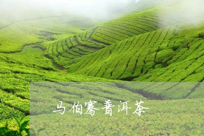 马伯骞普洱茶/2023042594292