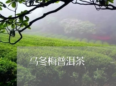 马冬梅普洱茶/2023102592048