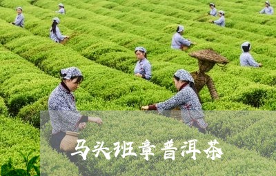 马头班章普洱茶/2023102601495