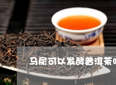 马尿可以发酵普洱茶吗/2023073084836