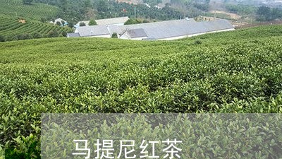 马提尼红茶/2023110936048