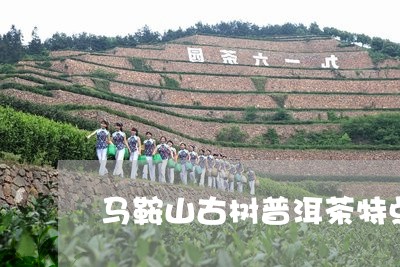 马鞍山古树普洱茶特点/2023093084916