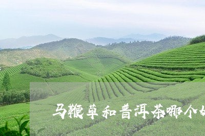 马鞭草和普洱茶哪个好/2023092773916