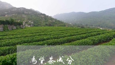 马黛茶成分/2023090237269