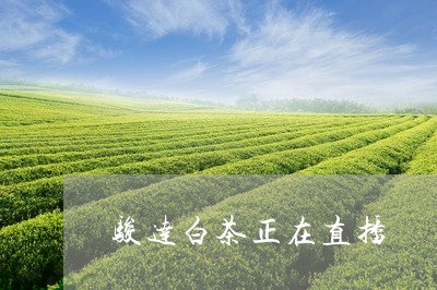 骏达白茶正在直播/2023071231604