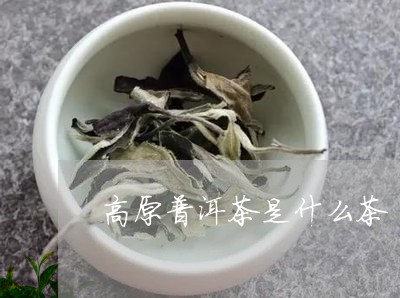 高原普洱茶是什么茶/2023091464826