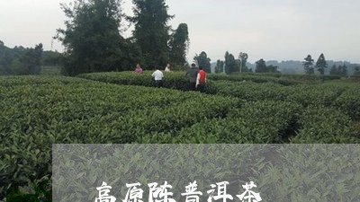 高原陈普洱茶/2023042605786