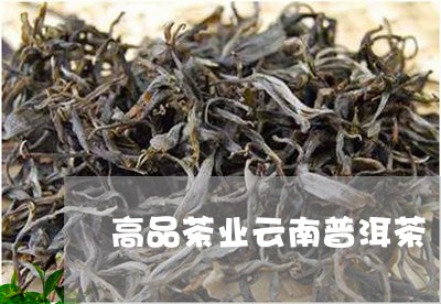 高品茶业云南普洱茶/2023112704869