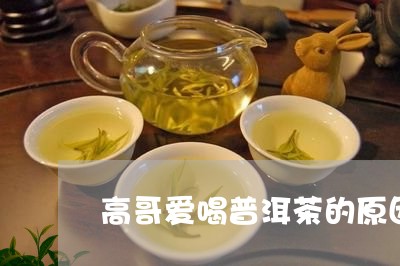 高哥爱喝普洱茶的原因/2023110351482