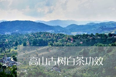 高山古树白茶功效/2023071282537