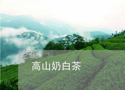 高山奶白茶/2023051277361