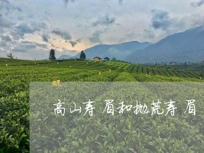 高山寿眉和抛荒寿眉/2023120414714