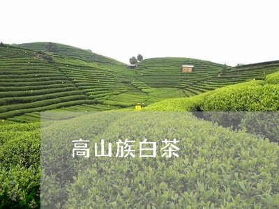 高山族白茶/2023051263858