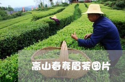 高山春寿眉茶图片/2023071268603