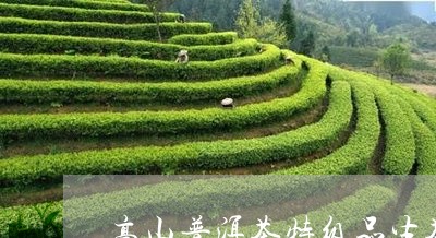 高山普洱茶特级品生茶/2023062328250