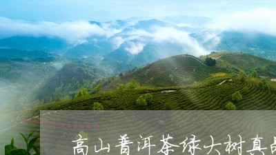 高山普洱茶绿大树真品/2023100782718