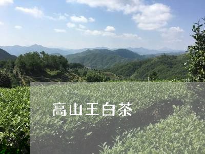 高山王白茶/2023051220935