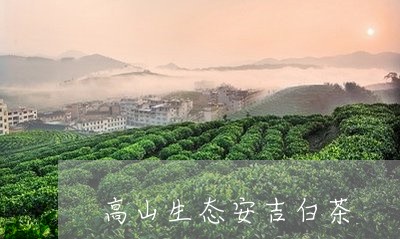 高山生态安吉白茶/2023071233517