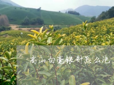 高山白毫银针怎么泡/2023120613027