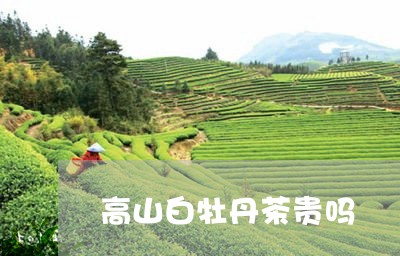 高山白牡丹茶贵吗/2023090623735