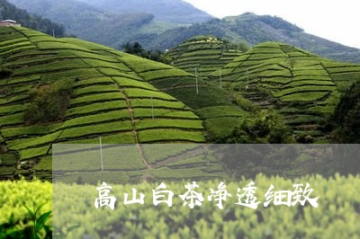 高山白茶净透细致/2023071276591