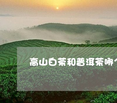 高山白茶和普洱茶哪个好/2023110188392