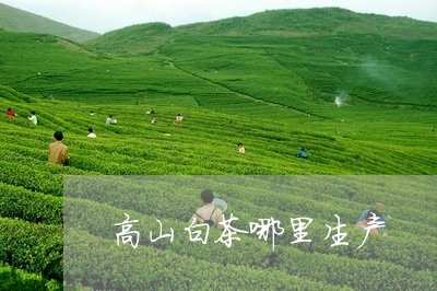 高山白茶哪里生产/2023071203606