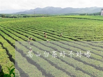 高山白茶好不好喝/2023071245037