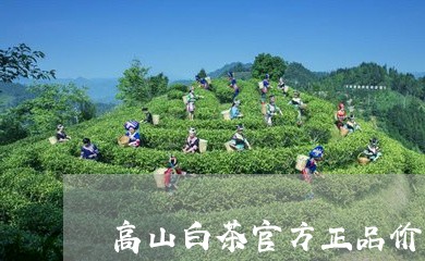 高山白茶官方正品价格/2023080114038