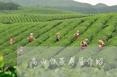 高山白茶寿眉介绍/2023090888451